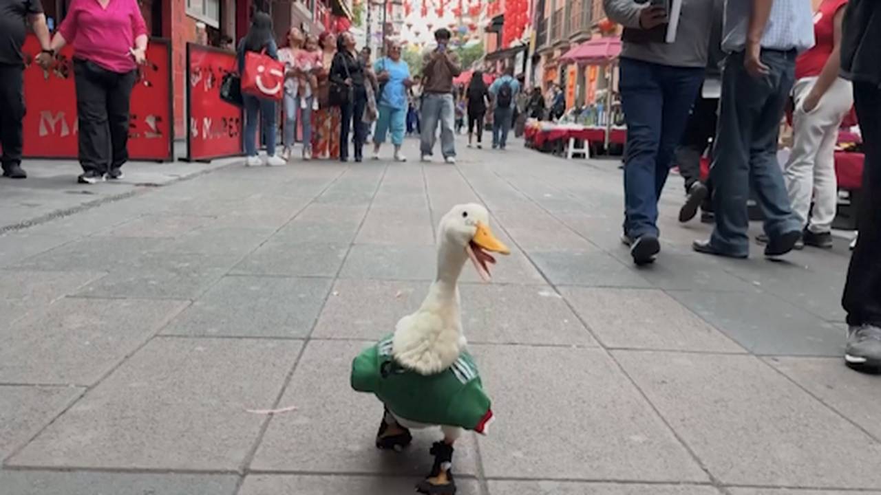 Dieses WM-Maskottchen ist plötzlich ein globaler Star