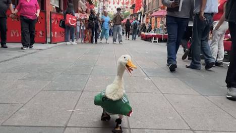 Die WM hat einen neuen tierischen Star. Ente Merlin aus Mexiko-Stadt sorgt mit Auftritten im Nationaltrikot für Aufsehen. In den sozialen Netzwerken ist sie längst zum viralen Hit geworden.