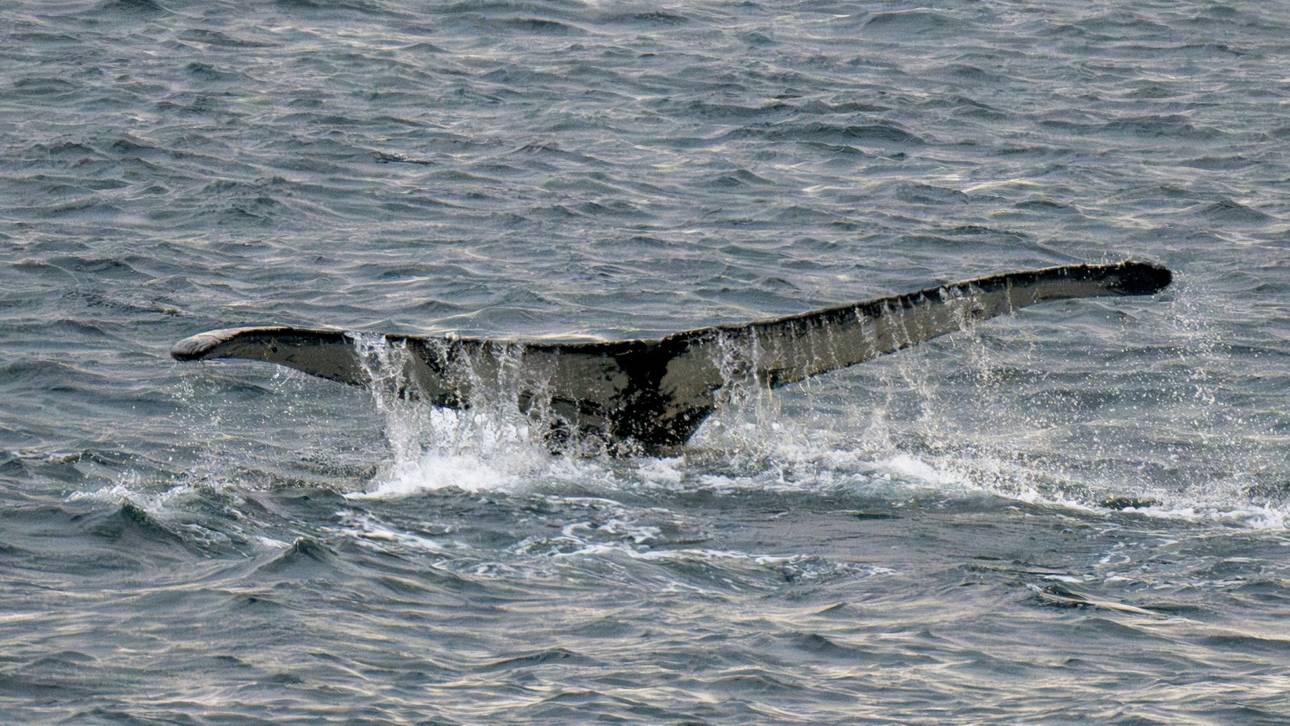 „Dachte, ich sterbe“: Wal schluckt Sportler