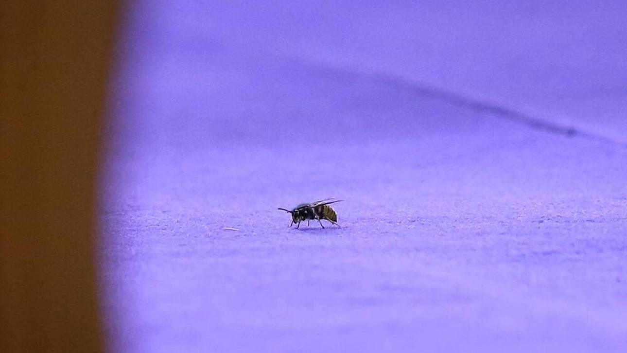 SIE fürchten die Darts-Stars