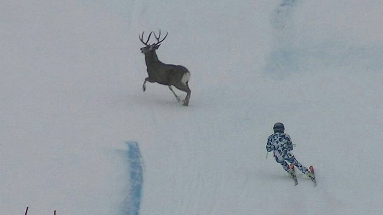 Schrecksekunde: Hirsch kreuzt Piste