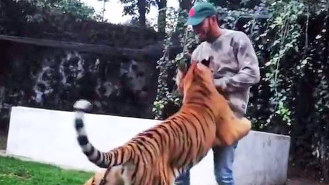 Wieso Hamilton mit Tiger rangelt