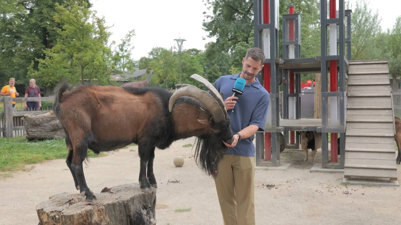 Mythos Geißbock: SPORT1-Reporter zu Gast bei Hennes IX