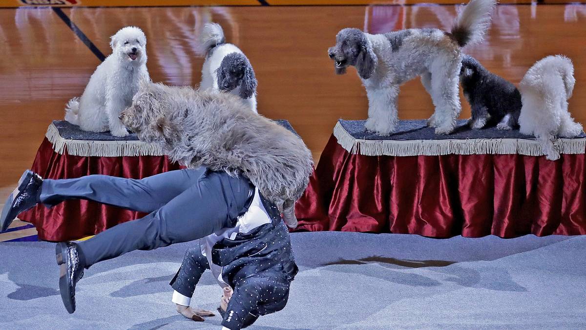In der Halbzeitpause beeindruckt Nicholas Olate, Gewinner von America's Got Talent, die Fans in der Oracle Arena mit seiner kuriosen Hunde-Show