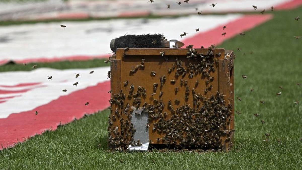 Ein Bienen-Schwarm hat beim Spiel zwischen dem VfB Stuttgart und dem FC Bayern für Aufruhr gesorgt