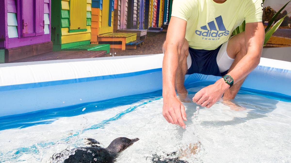 Bei der Hitze in Melbourne braucht auch Jungstar Alexander Zverev eine Abkühlung. Der Weltranglistenvierte planscht mit Pinguinen