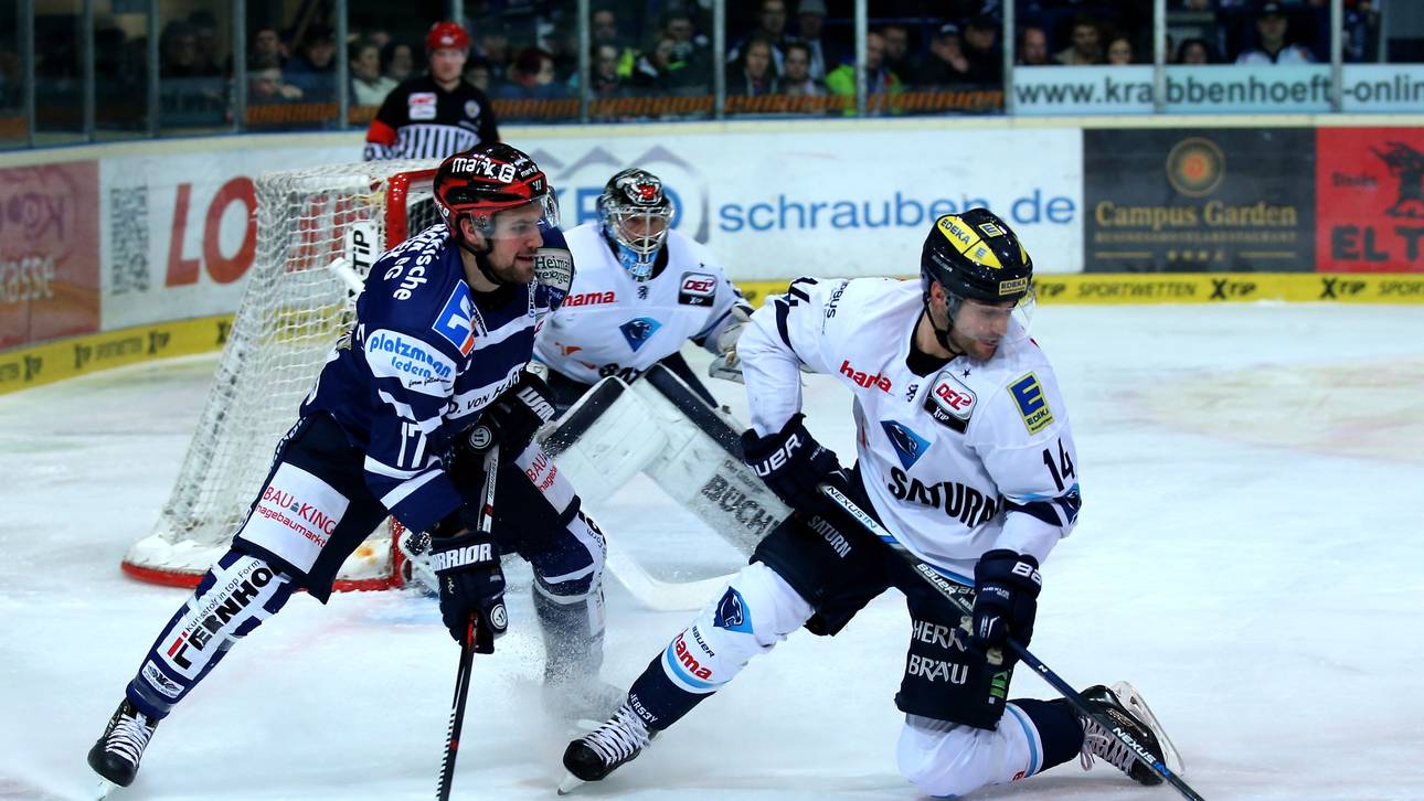 Verfolger rücken Eisbären auf die Pelle