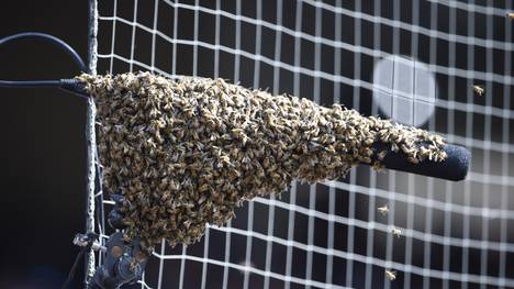 MLB: San Diego Padres gegen Miami Marlins wegen Bienenschwarm unterbrochen , Ein Bienenschwarm hat es sich im Spiel zwischen San Diego und Miami am Spielfeldrand gemütlich gemacht