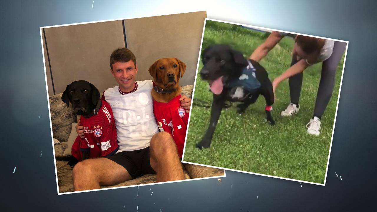 Beinamputation bei Hündin von FC-Bayern-Star Thomas Müller und Frau Lisa