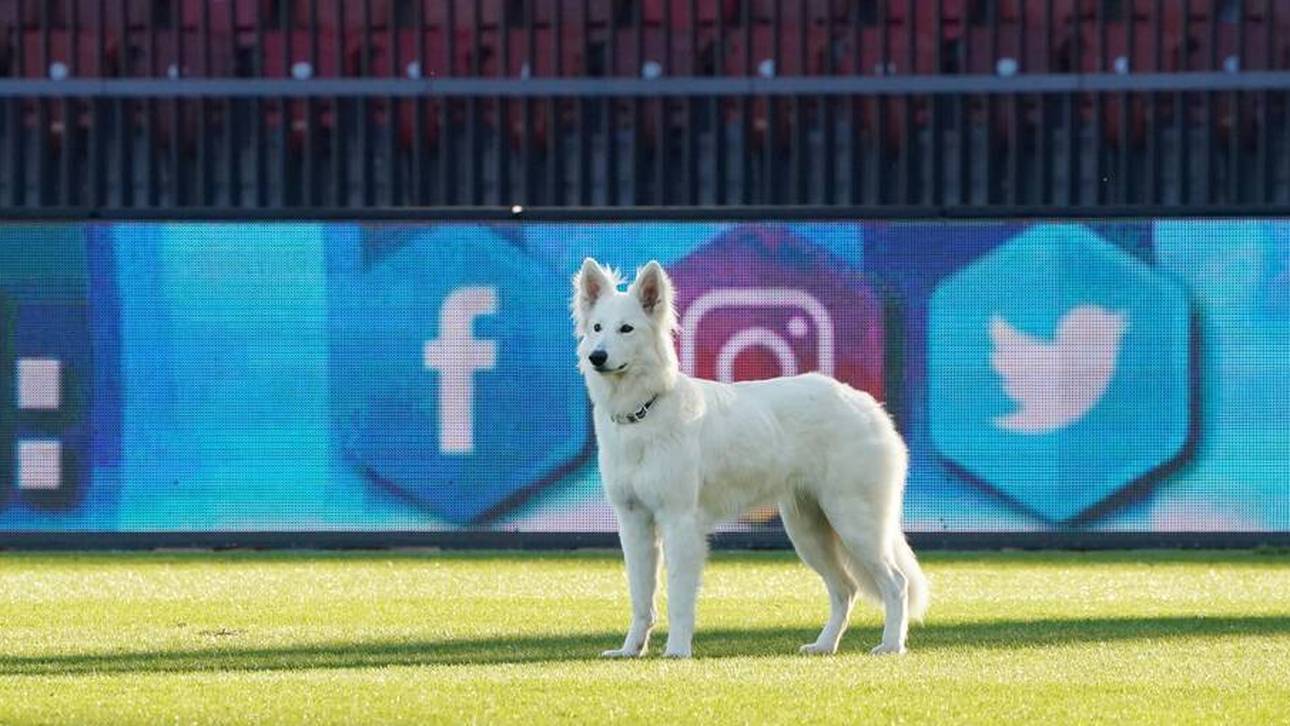 Tierischer Flitzer sorgt für Aufsehen