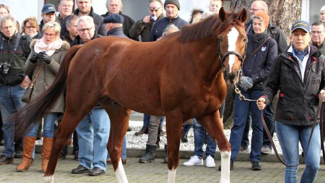 Tod eines Multi-Millionen-Pferds