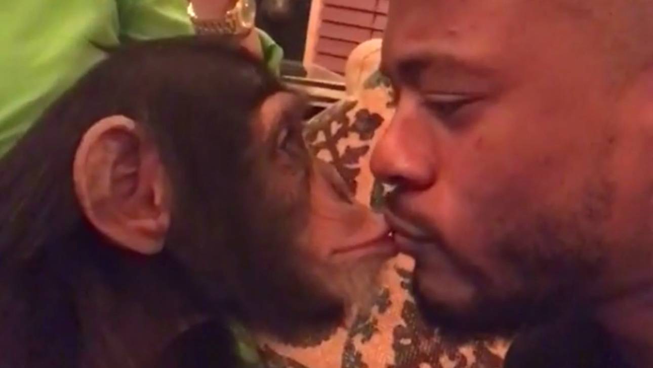 Irre! Evra knutscht Affen