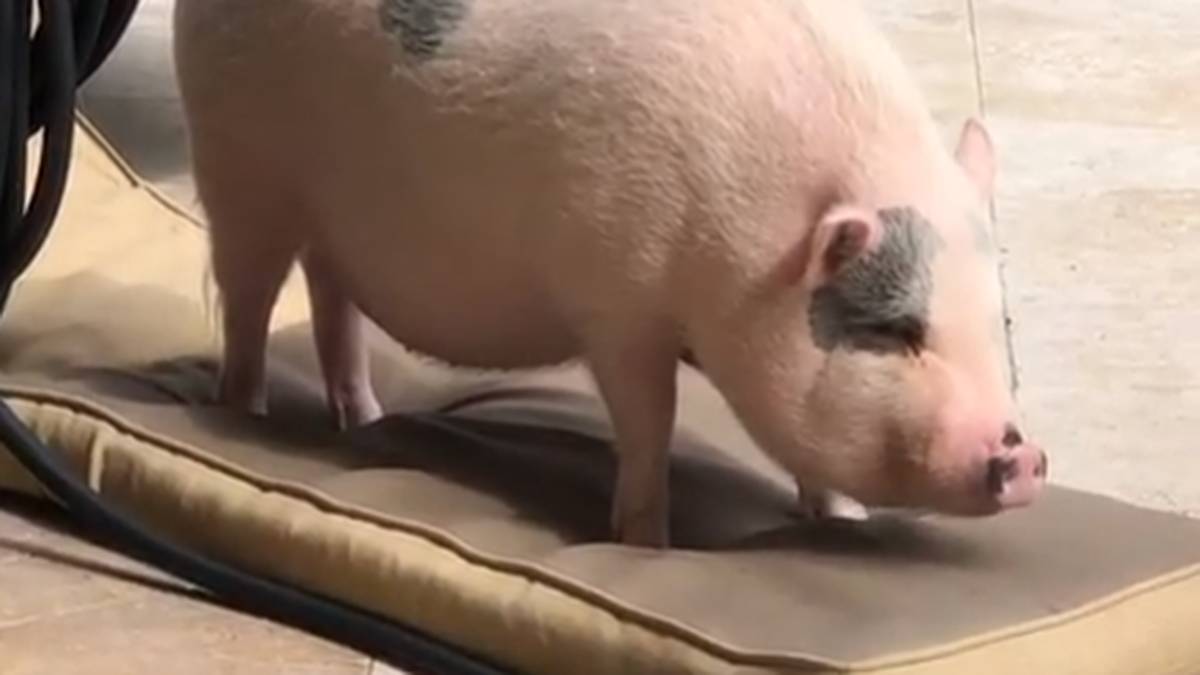 Ein weiteres Faible hat sie für diesen feinen Kerl: ihr Hausschwein Larry Steve