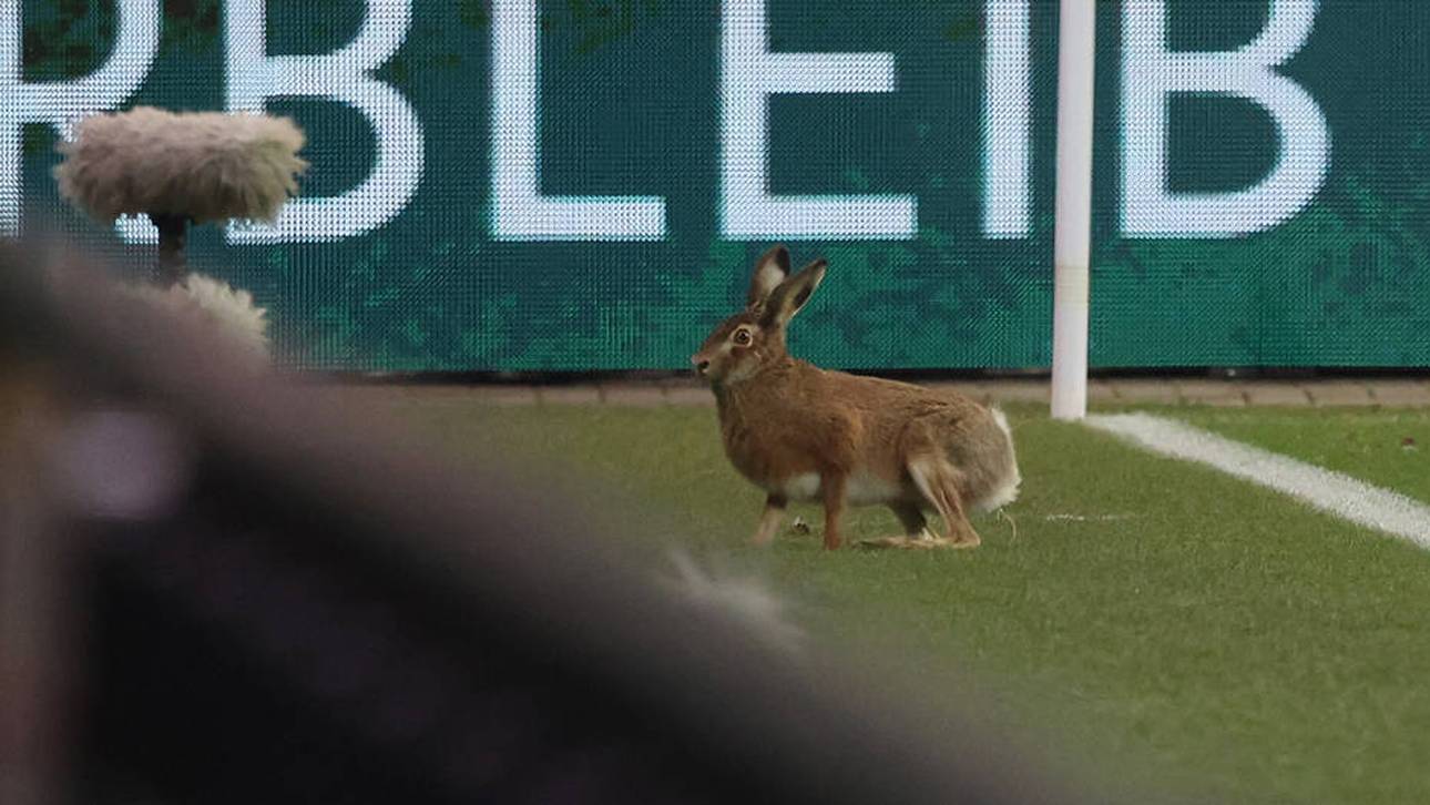 Kurioser Hasen-Auftritt im DFB-Pokal