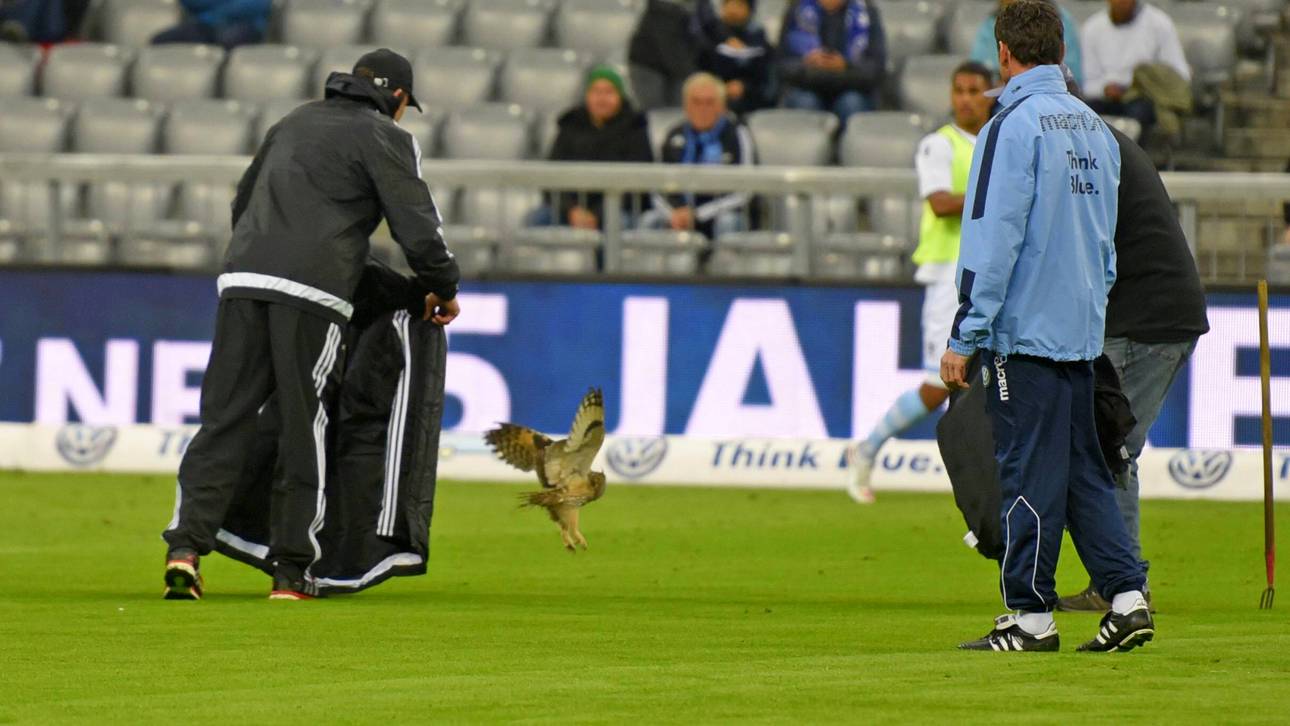 Eule stört Löwen-Spiel