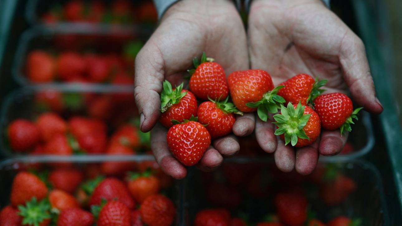 Wimbledon-Erdbeeren „perfekt“ trotz feuchten Frühlings