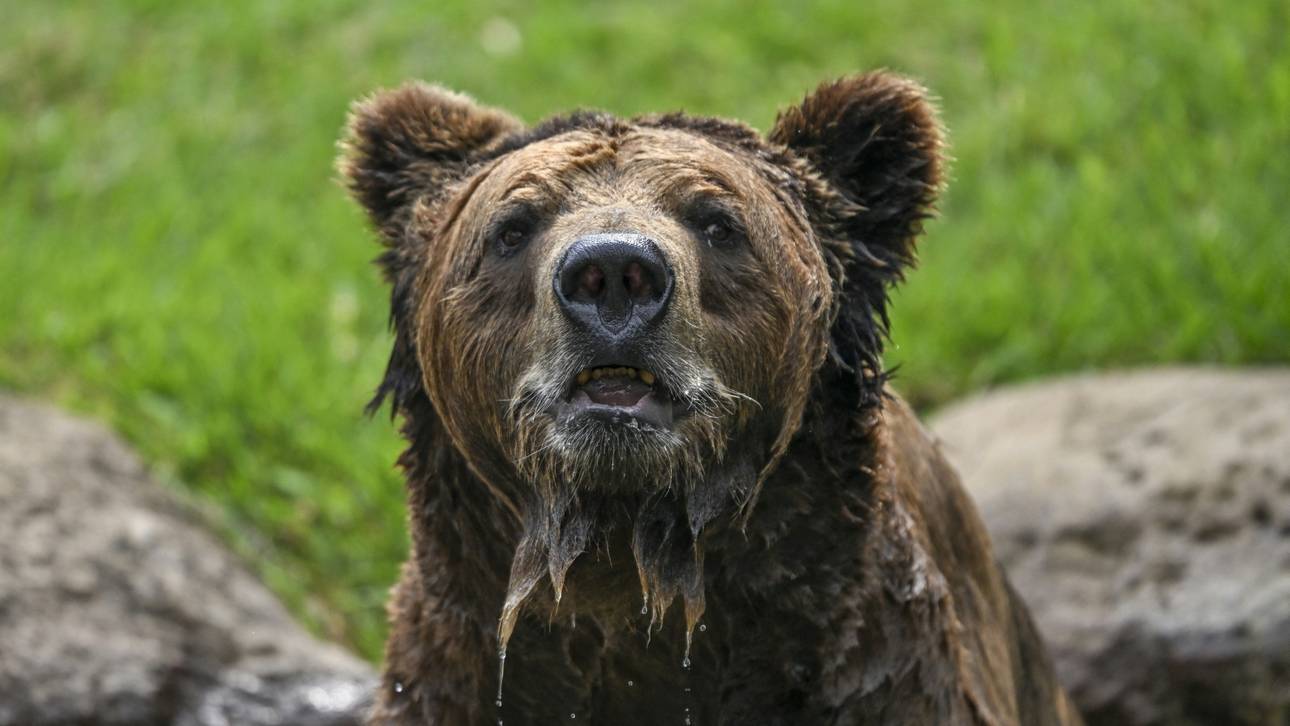 Turnierabbruch wegen Bär-Sichtung