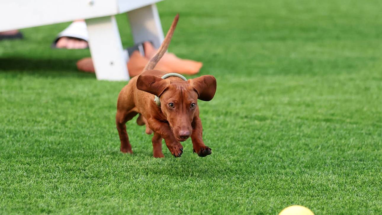 Wimbledon verkündet Hunde-Verbot