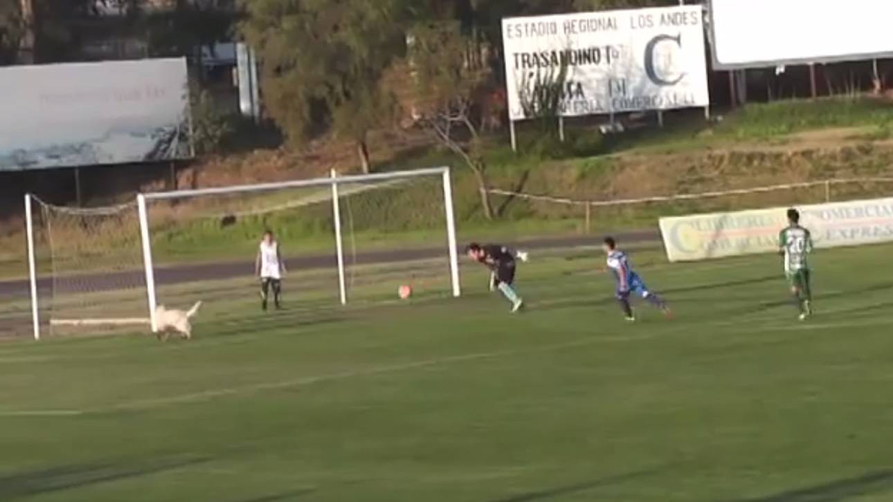 Kurios: Hund verhindert Tor