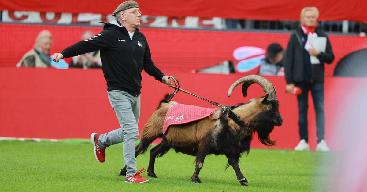 No desire! That’s why Cologne mascot Hennes IX is missing from the stadium today