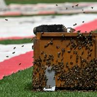 Vor dem Bundesliga-Topspiel hatte sich ein Bienenschwarm im Stuttgarter Stadion festgesetzt.