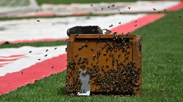 Vor Bayern-Spiel: Bienenschwarm im Stuttgarter Stadion