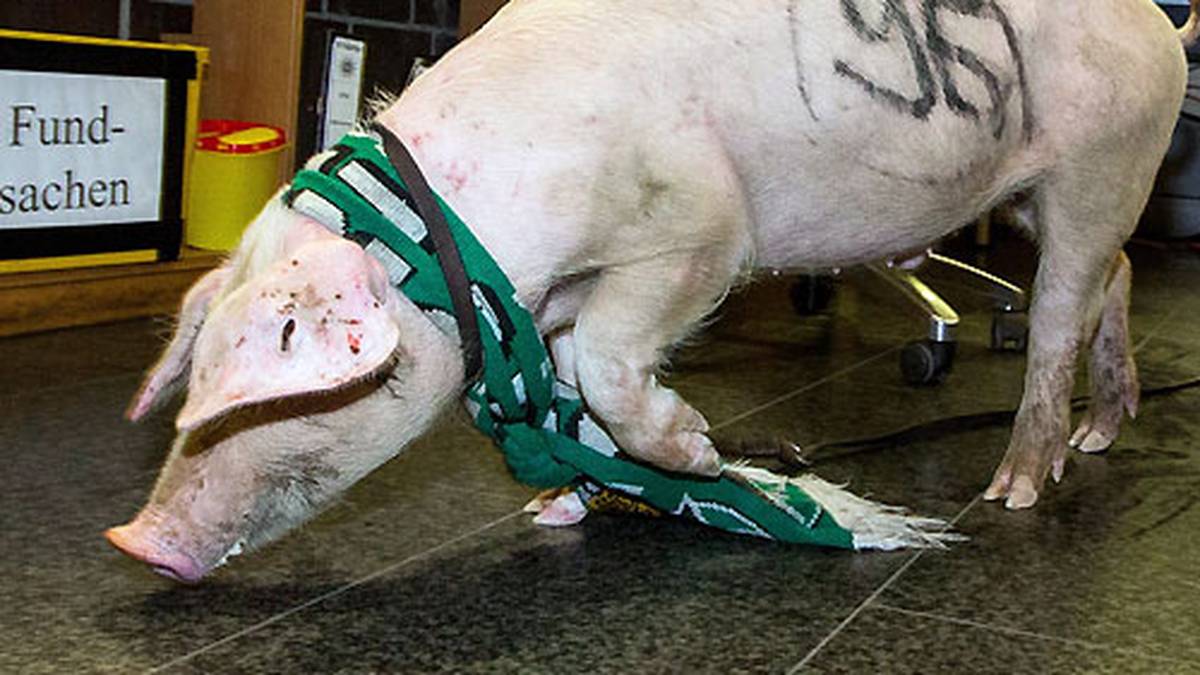 HANNOVER 96 GEGEN EINTRACHT BRAUNSCHWEIG: Nur 60 Kilometer Luftlinie trennen Hannover und Braunschweig. 2013 provozieren die Eintracht-Fans die Anhänger des Erzrivalen, indem sie ein Schwein mit einem 96-Schal durch Hannover jagen