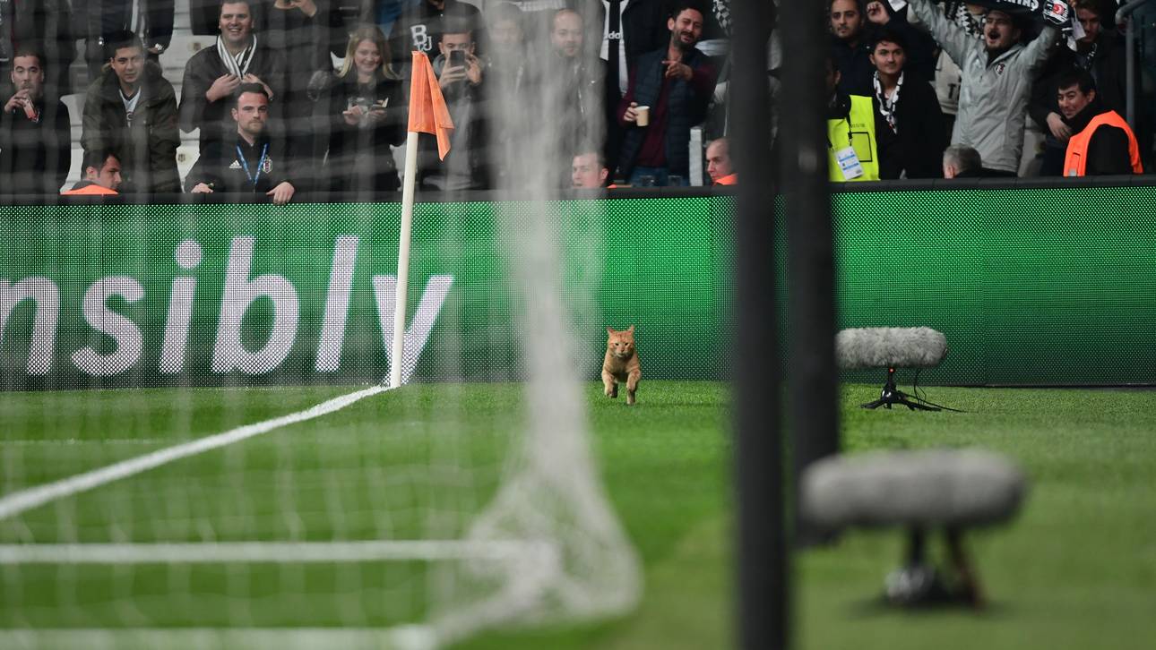 UEFA bestraft Besiktas wegen Katze