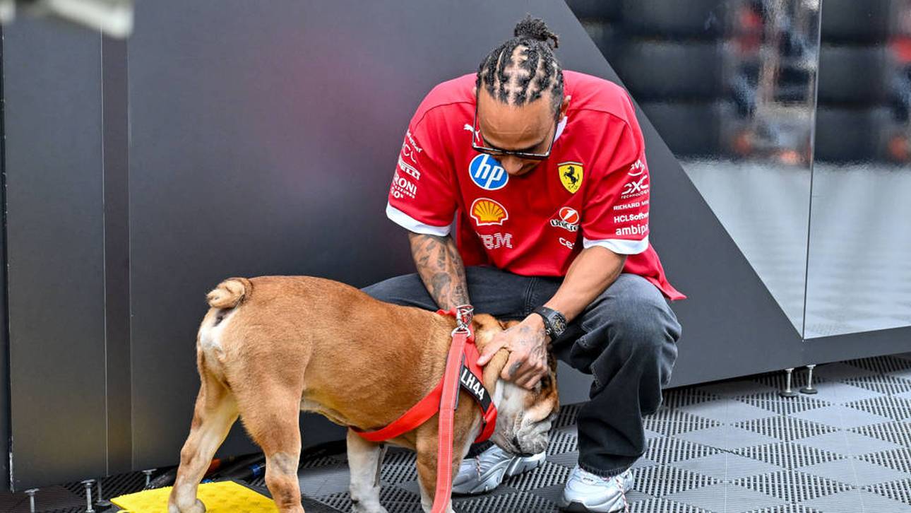 Hamilton sorgt sich um Hund