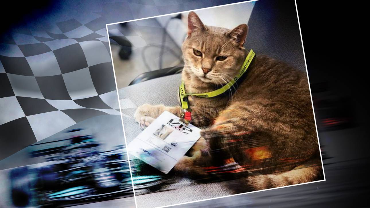 Die irre Geschichte der Imola-Katze