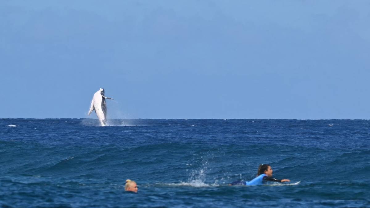 Mitten im Surfwettbewerb schraubt sich ein riesiger Wal in der Nähe der Wettkämpfe vor Tahiti in die Luft