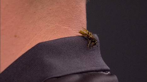 Die Ally Pally Wespe sorgt auch bei der WM 2026 für Diskussionen. Im Spiel zwischen Ross Smith und Andreas Harrysson macht es sich die Wespe im Nacken von Smith bequem und verweilt dort sehr lange.