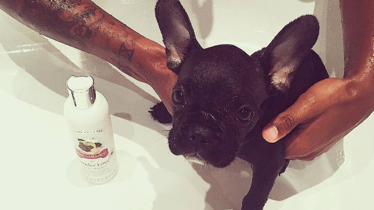 Aogos Hund hat ein Instagram-Profil