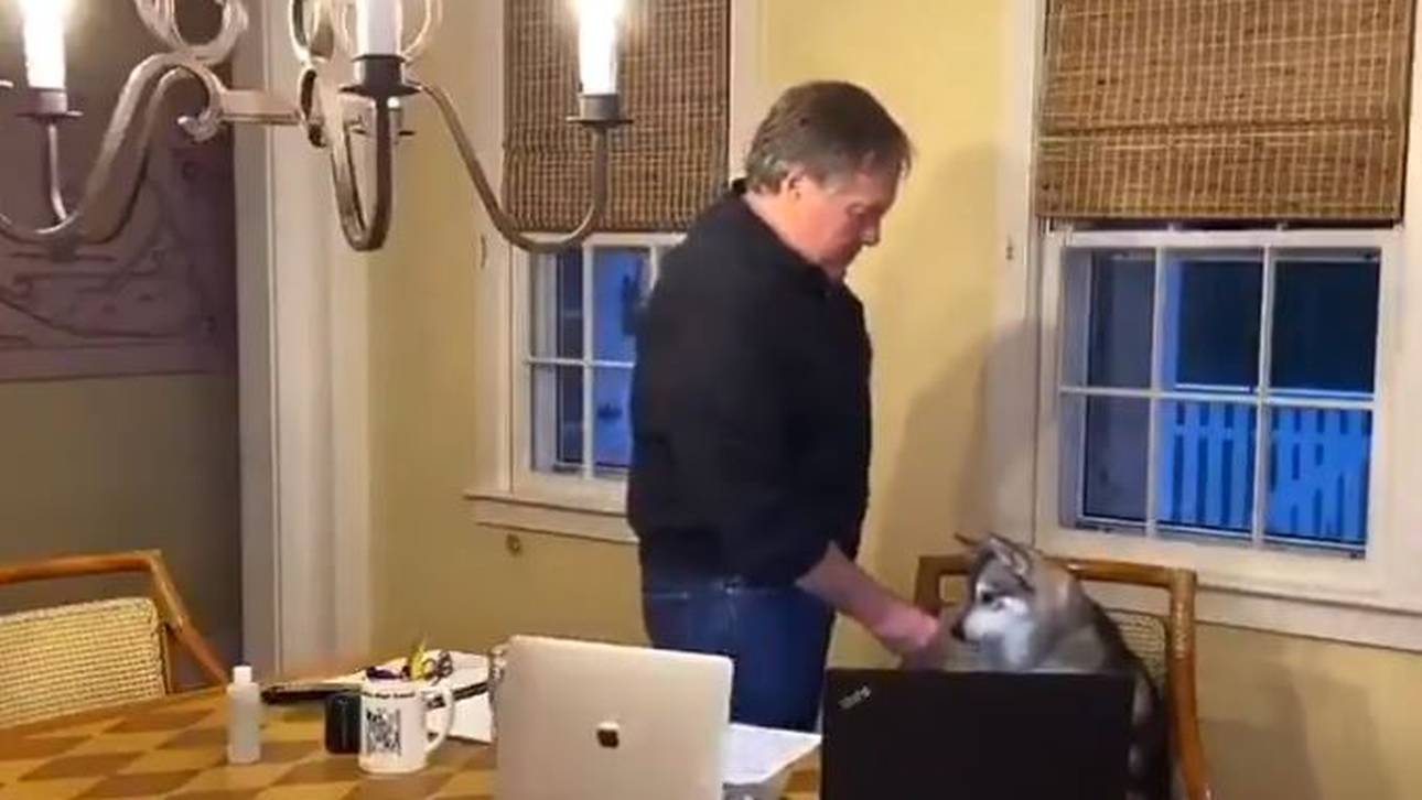 Was macht Belichicks Hund da?