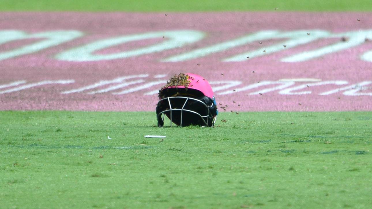 Bienenplage stoppt Cricket-Partie