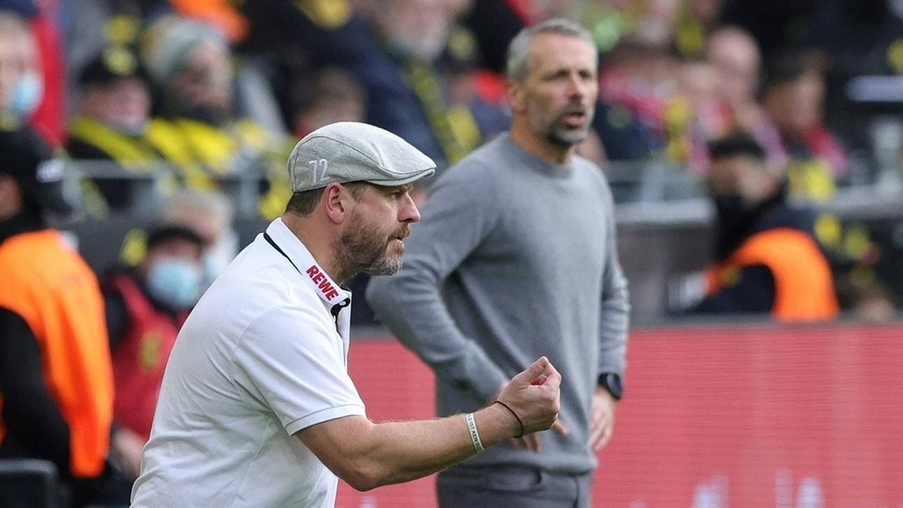 Rose friert wegen Baumgart