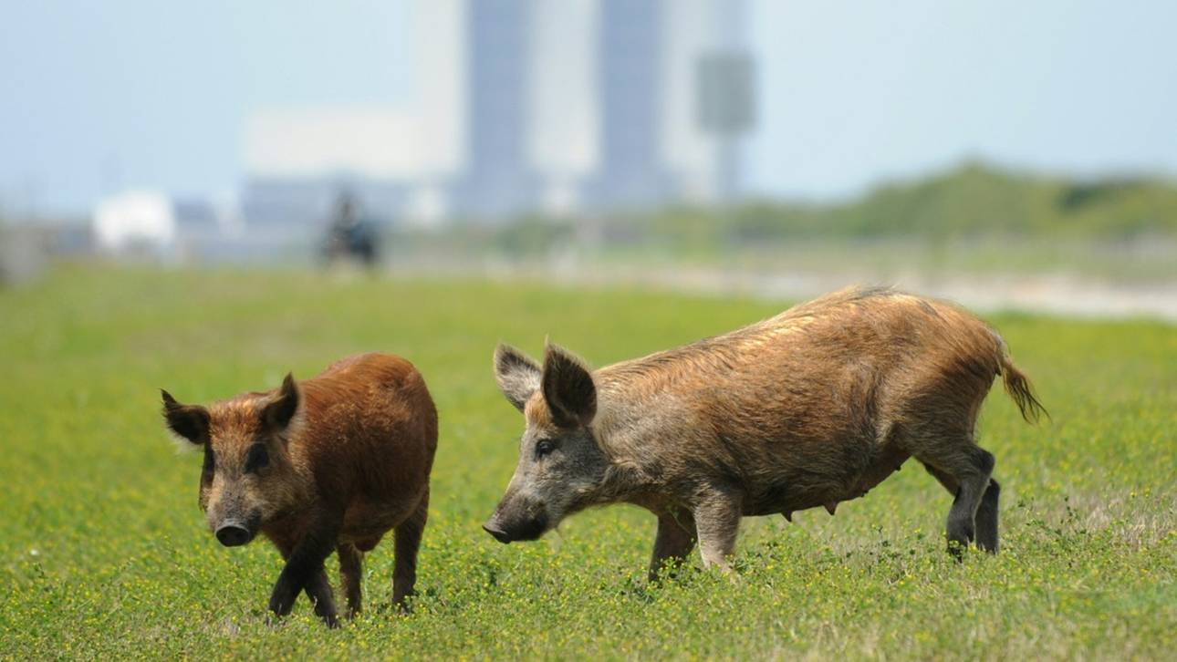 Fußballverbot für Wildschweine