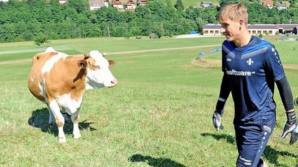 Auf dem Weg zum "Arbeitsplatz" läuft Platins eine Kuh über den Weg. Es geht sehr idyllisch zu beim Bundesliga-Aufsteiger