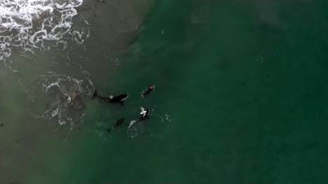 Schwimmtrainig mit Orcas