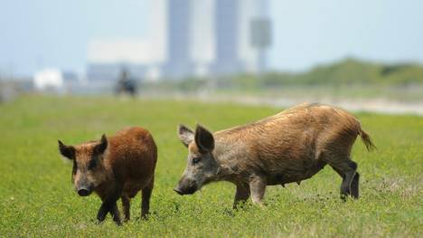 Für die Wildschweine an der Loire gibt es nun Regeln