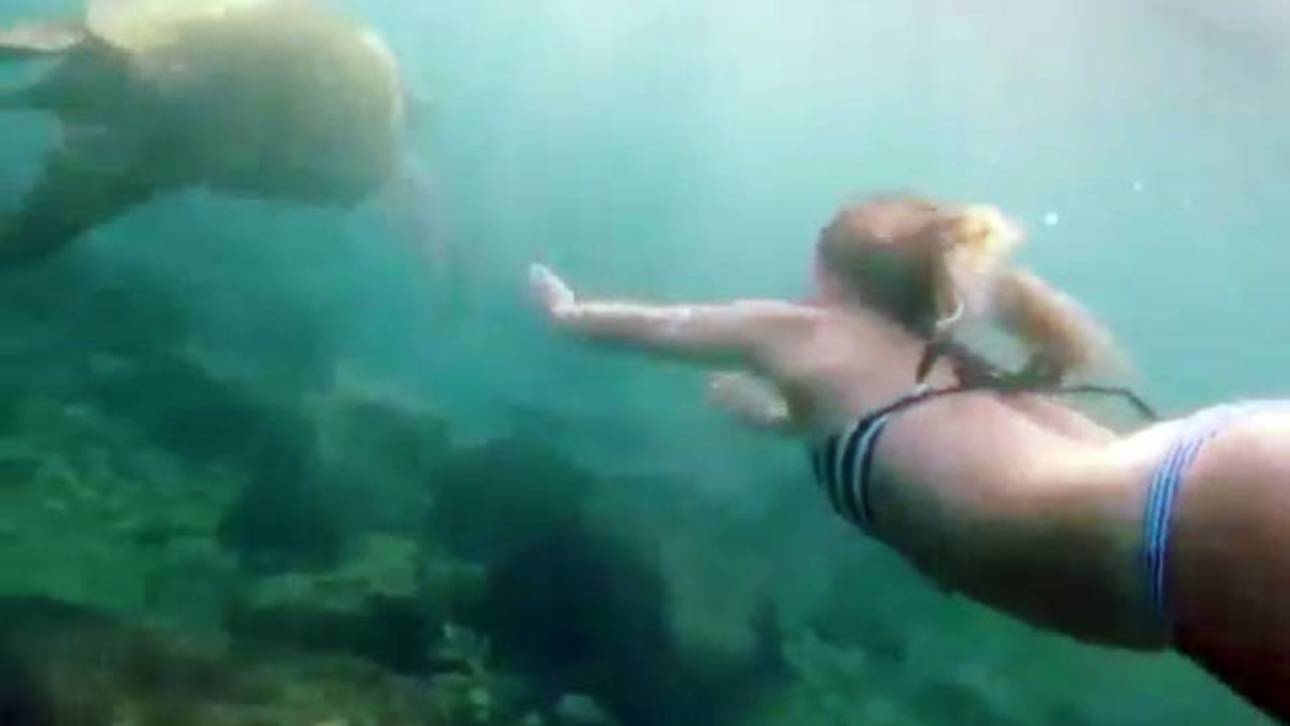 Mancuso schwimmt mit Schildkröten