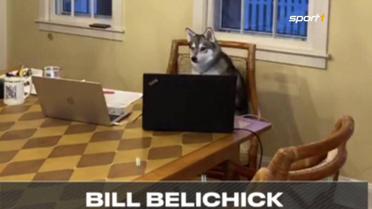 Hund 'Nike' von Patriots-Coach Bill Belichick wird zum Star beim NFL-Draft