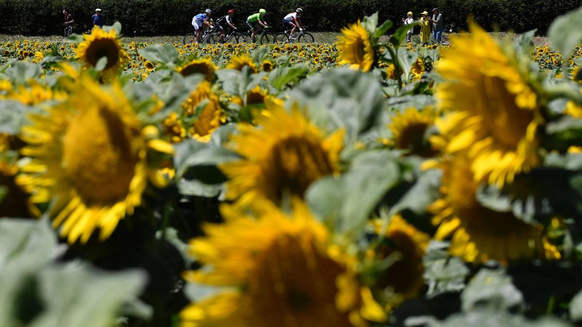 Anschließend setzt sich das Feld von Montelimar aus in Bewegung. Über 208,5 Kilometer geht es - vorbei an Sonnenblumen-Wiesen - nach Villars-les-Dombes Parc des Oiseaux