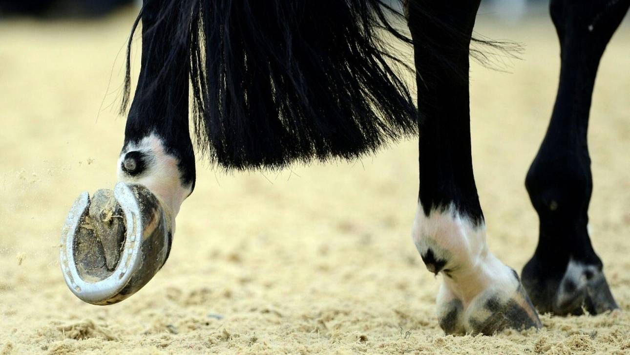 Herpes-Virus tötet immer mehr Pferde