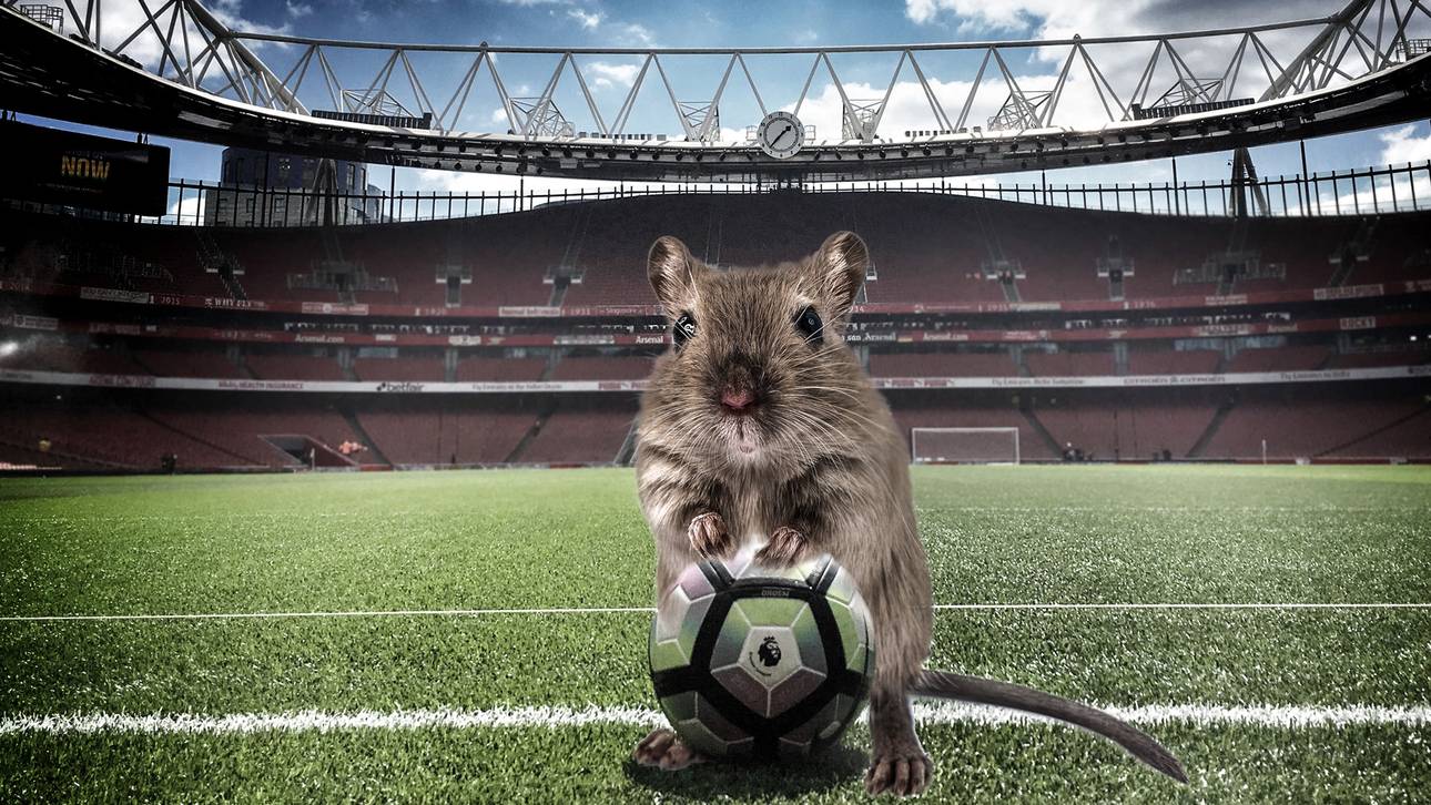 Mäuseplage im Emirates-Stadion
