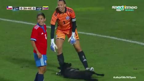 Beim Spiel der Frauen-Nationalteams von Chile und Venezuela sorgte ein Hund für eine süße Unterbrechung. Der Vierbeiner holte sich seine Streicheleinheiten auf dem Platz ab. 