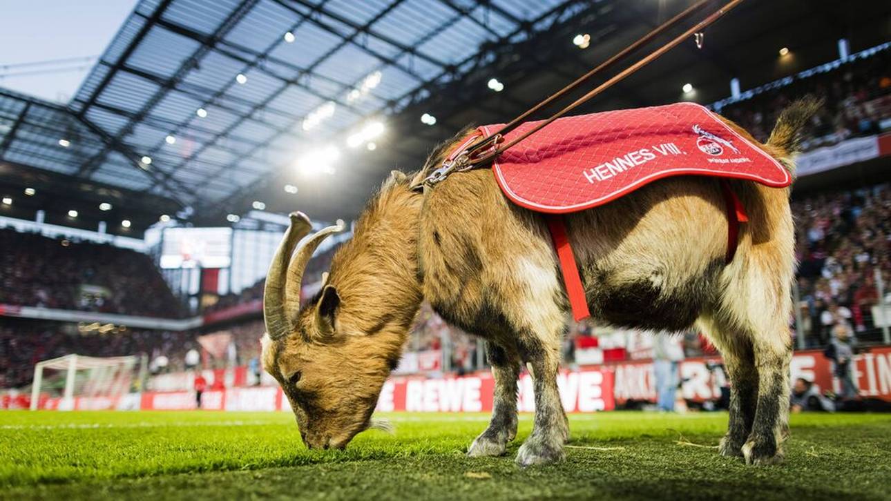 Köln trauert um Hennes VIII.