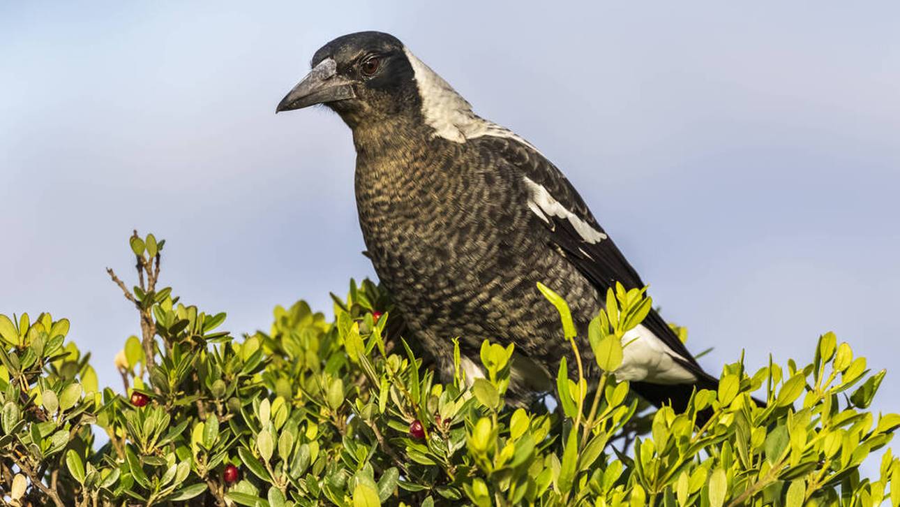 Vogel-Horror bei der WM