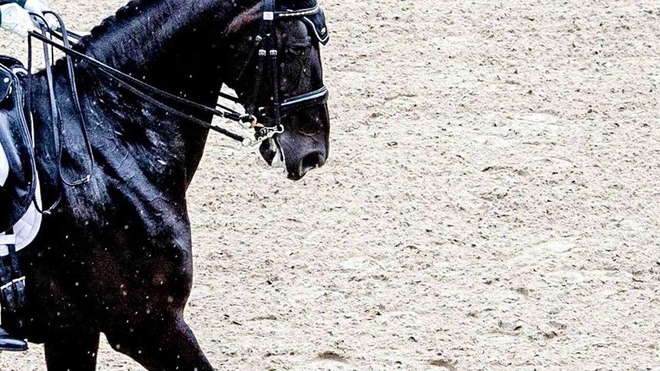 Torquator Tasso gewinnt in Iffezheim