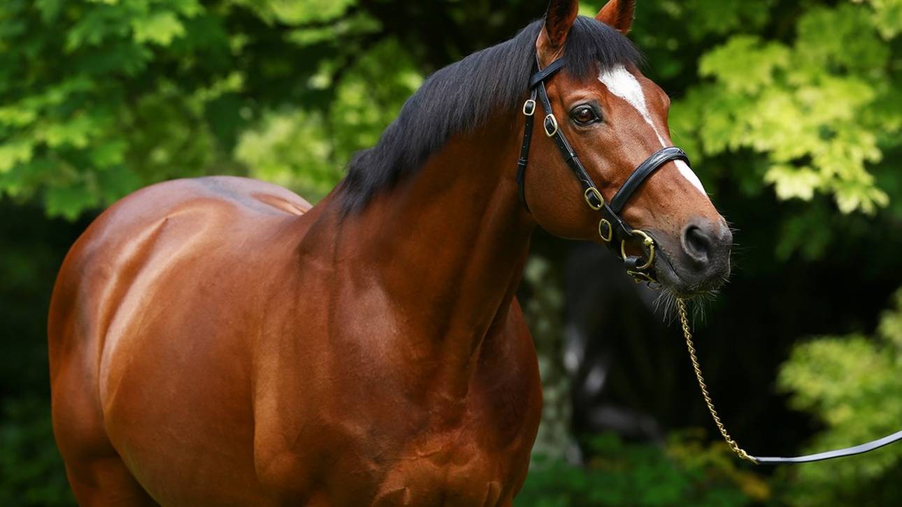 Reitsport: Galieo verstorben – wertvollster Deckhengst aller Zeiten